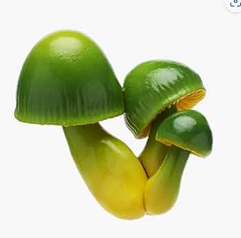 Amazon | 単品 ネイチャーテクニカラー MONO＋ キノコマグネット